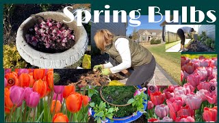 Spring Bulb Planting Ideas in Containers and in the Ground Zone 8 [upl. by Roche219]