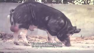 The fattest pigs live in West Flanders  The Duke of Berkshire [upl. by Ulu]