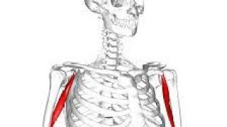 Coracobrachialis Muscle Explained in MalayalamUpper LimbAnatomy [upl. by Cheatham807]