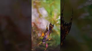 Apistogramma Cacatuoides [upl. by Mota]