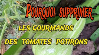 comment supprimer les gourmands des tomates et potirons du potager [upl. by Ashia]