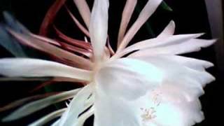 Night blooming cereus Dance of the stamens [upl. by Roshelle903]