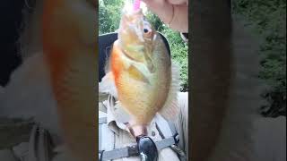 Beautiful Redbreast Sunfish fishing fish nature [upl. by Hubert251]