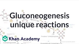 Gluconeogenesis unique reactions  Biomolecules  MCAT  Khan Academy [upl. by Yenmor589]