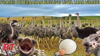 BEGINI PROSES PETERNAKAN BURUNG UNTA  BUDIDAYA BURUNG TERBESAR DI DUNIA [upl. by Ihel]