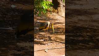 Tricolored Heron Fishing Techniques Revealed BirdsNest WetlandsWildlife NaturePhotography [upl. by Nylram]