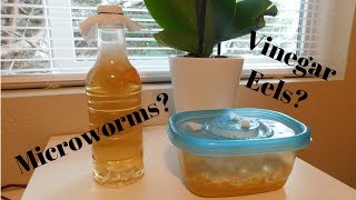 How to Make Live Microworm and Vinegar Eel Cultures for Betta Fry [upl. by Suhpesoj292]