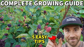 Grow The Most Incredible BLACKBERRIES In 5 Easy Steps [upl. by Ifill278]