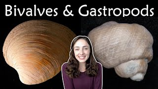 Mollusca Pt 2 Bivalves amp Gastropods Invertebrate Paleontology  GEO GIRL [upl. by Anifesoj983]