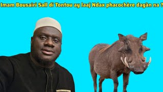 Imam bousairi sall di tontu ay laaj ndax phacochère dagàn na [upl. by Dolhenty]