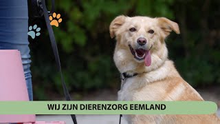 Wij zijn DierenZorg Eemland [upl. by Petulah]