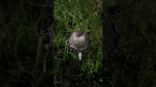 Shaggy inkcap Coprinus comatus [upl. by Aldwon82]