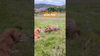 wild fox and dog The fox is trying to scare the dog youtubeshorts animals shorts funny video [upl. by Len]