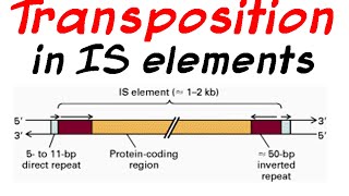 Transposition of IS elements [upl. by Laurinda]