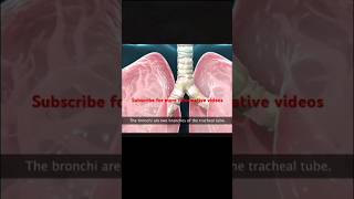 Mechanism of respiration  How air enters the lungs science anatomy physiology [upl. by Handler649]