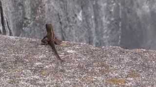 Male Brown Anole Anolis sagrei head bobbing and showing dewlap [upl. by Langham474]