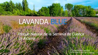 Lavanda Blue [upl. by Oirelav]