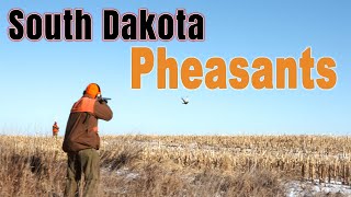 South Dakota Late Season Pheasant Hunting [upl. by Lynette]