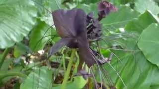 老虎鬚蝙蝠花 Tacca chantrieri Andre台北植物園 20150915 [upl. by Russell]