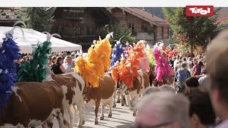 Almabtrieb Tirol  Kelchsau Kitzbüheler Alpen 🐮 [upl. by Nirraj756]