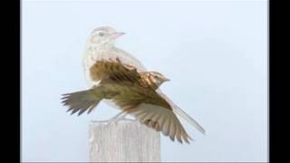 Eurasian Skylark Alauda arvensis sound  صوت قنبرة الغيط مطوق [upl. by Nahama]