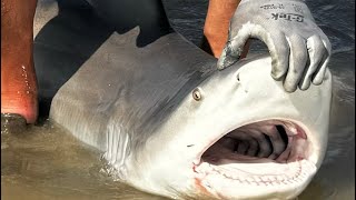 Drones And Sharks Crystal Beach Port Bolivar Texas [upl. by Zevahc]