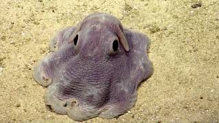 Dumbo Octopus in Action  Nautilus Live [upl. by Rhett]