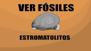 Estromatolito  Ver Fósiles [upl. by Irish]