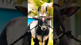 Biggest Andhra bull bull animals wildlife photography cow youtubeshorts yadavbrand2song cows [upl. by Yessac]