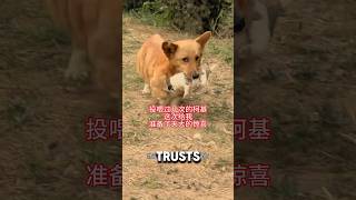 Dog Mom Gives Puppy Up For Better Life ❤️animalrescue dogshorts puppy [upl. by Kneeland]