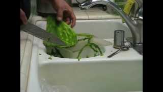 Como Pelar Nopales con una cuchara CACTUS Nopal Peeler Spoon [upl. by Deeas]