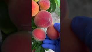 Abundant Elberta Peach Harvest And Things I Would Do Differently [upl. by Lanita427]