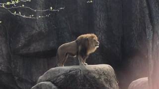 Epic Lion Roar at Lincoln Park Zoo [upl. by Alisa]