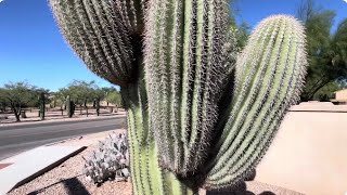 🌵Saguaro of the Day🌵 quotSTEVE THE PRICKLY THORNSquot is a dangerous one in Rancho Sahuarita 😳 💗 🤭 [upl. by Dorree]