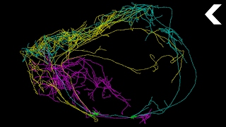 This Giant Neuron Could Explain Where Consciousness Comes From [upl. by Kal192]