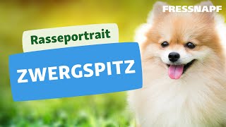 Der Zwergspitz I Rasseportrait I FRESSNAPF [upl. by Gibbs]