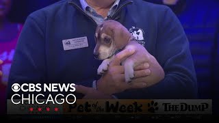 Pet Rescue Spotlight Ghost at Anderson Humane [upl. by Wolsky]