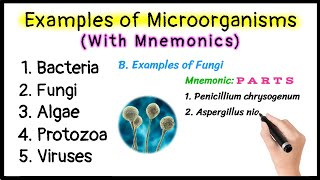 Examples of Microorganisms with Mnemonics  Bacteria  Fungi  Algae  Protozoa  Viruses [upl. by Ammej233]