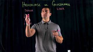 Hexokinase vs Glucokinase [upl. by Lezirg]