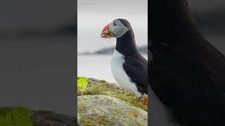 Puffin Harvesting Grass For Burrow shorts [upl. by Nitreb712]