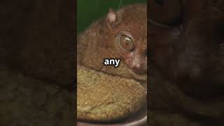 10 MindBlowing facts about Tarsier you didnt know  facts naturelovers animals shorts [upl. by Ahsyek759]