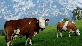 Cattle Breeds E11 Simmental cattle  dualpurpose type from Austria  Simmentaler Fleckvieh Kühe [upl. by Viradis]