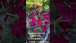 Nicotiana nonstop blooming 开花机器大烟花￼，今年第二个高峰￼ [upl. by Llekcir287]