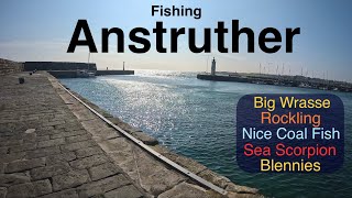 Sea Fishing Scotland  Fife  Anstruther Harbour  Multiple Species on Baits [upl. by Susie]