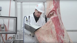 Carcass Grading  2017 National Beef Quality Audit Results [upl. by Bolton]