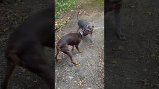 Dogs Fight Over Their Feelings Doberman And Bully pitbull dog doglover dogfight doberman [upl. by Lledrac]