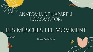 Anatomia de laparell locomotor 2 Sistema muscular i fisiologia moviment [upl. by Oelgnaed]