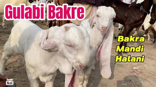 Bakra Mandi Halani Latest update  Gulabi Bakre  Gulabi Goats VetAsadullah [upl. by Hannon]