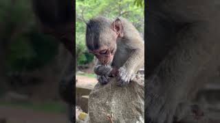 So Cute Baby Monkeys and Catch worms to eat family animals cute baby monkey foryou like [upl. by Montgomery]