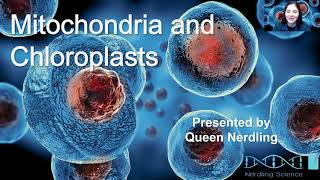 Mitochondria and Chloroplasts [upl. by Honora182]